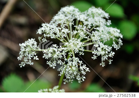 ヤマゼリ 27502538