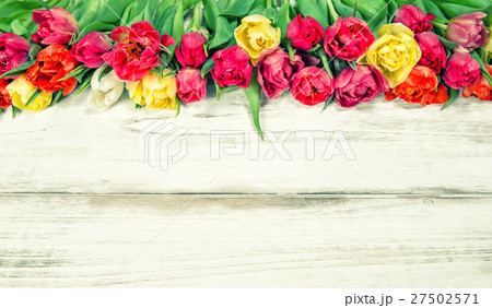 Fresh multicolor tulips. Spring flowers. Fresh multicolor tulips. Spring flowers. 27502571