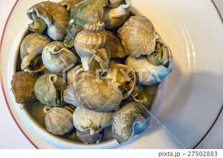 Closeup clams in dish Closeup clams in dish 27502883