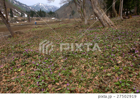 カタクリ群生地 蒲生岳山麓 カタクリ群生地 蒲生岳山麓 27502919