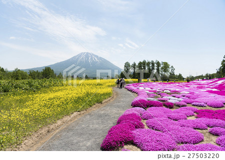 芝ざくらと菜の花(ニセコ) 芝ざくらと菜の花(ニセコ) 27503220