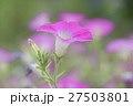 花 27503801