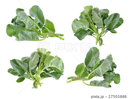 chinese broccoli on white background 27503886