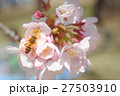 桜 27503910