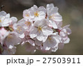 桜 27503911