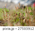 つくし 27503912