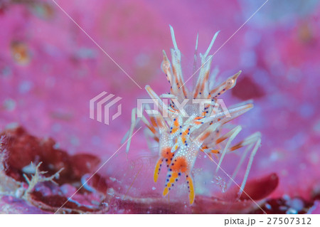 トゲツノメエビ 27507312