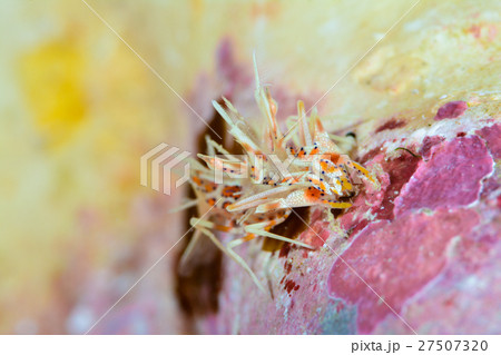 トゲツノメエビ 27507320