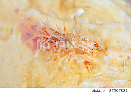 トゲツノメエビ 27507321