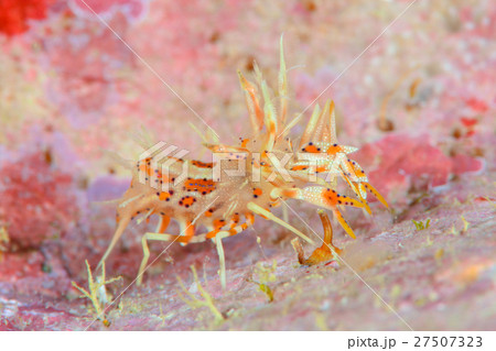トゲツノメエビ 27507323