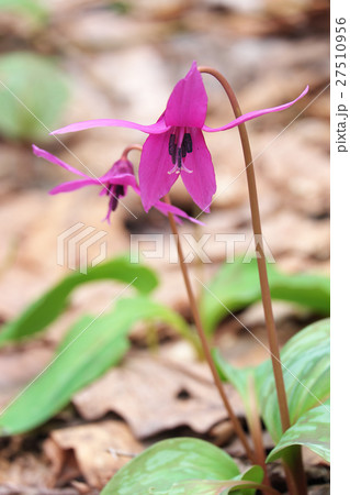 カタクリの花 27510956
