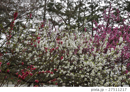 京都御苑 桃園(桃の花) 京都御苑 桃園(桃の花) 27511217