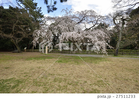 京都御苑 近衛邸跡の枝垂れ桜 京都御苑 近衛邸跡の枝垂れ桜 27511233