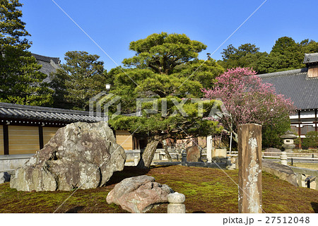 くろ谷　金戒光明寺　熊谷直実鎧掛けの松 27512048
