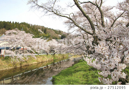北須川・今出川の桜（福島県・石川町） 27512095