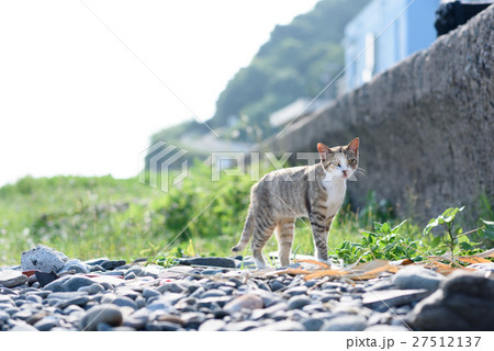 相島のかわいい猫たち　キジトラ白猫　波止場の草むら 27512137