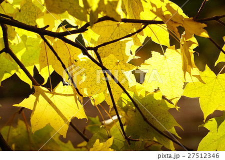 美しいイタヤカエデの黄葉 27512346
