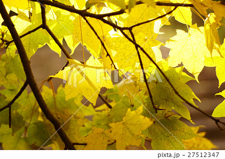美しいイタヤカエデの黄葉 27512347