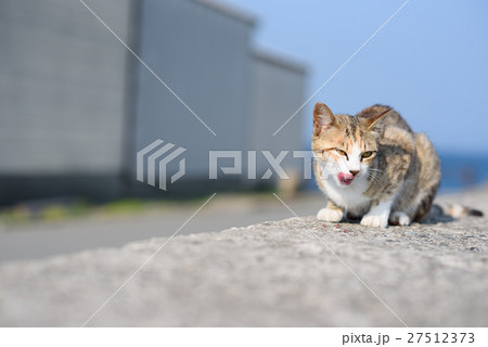 相島のかわいい猫たち　キジトラ白猫 27512373