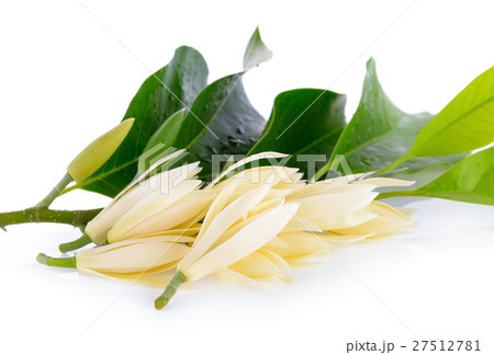 White Champaka on white background 27512781