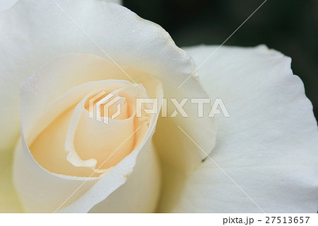 白い薔薇 白い薔薇 27513657