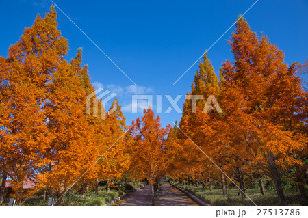 神戸森林植物園。紅葉した針葉樹 27513786