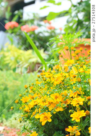 ナチュラルガーデン 27514308