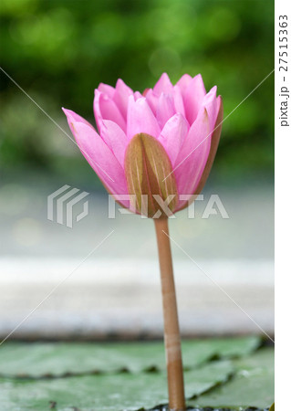 A pink lotus flower A pink lotus flower 27515363