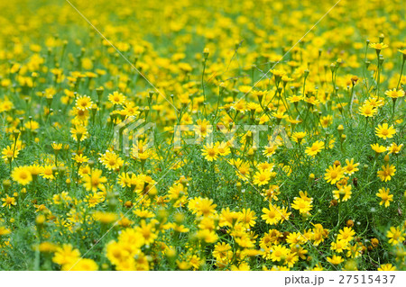 Creeping Daisy 27515437