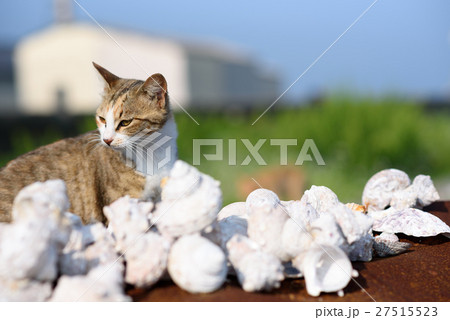 相島のかわいい猫たち キジトラ白猫 積まれた貝殻を見るの写真素材