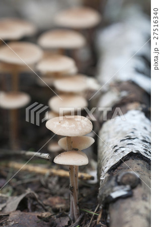 Mushrooms Gymnopus confluens 27516340