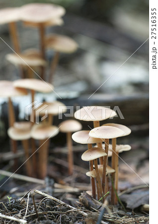 Mushrooms Gymnopus confluens Mushrooms Gymnopus confluens 27516355