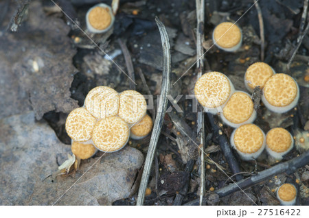 Crucibulum laeve Crucibulum laeve 27516422