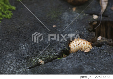 Pholiota squarrosa mushroom Pholiota squarrosa mushroom 27516588