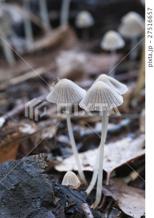 Mushrooms (Coprinus disseminatus) on a stump Mushrooms (Coprinus disseminatus) on a stump 27516657