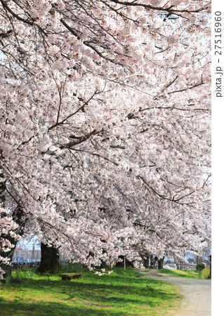 岩瀬牧場の桜(鏡石町) 岩瀬牧場の桜(鏡石町) 27516960