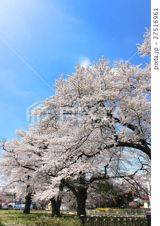 岩瀬牧場の桜（鏡石町） 27516961