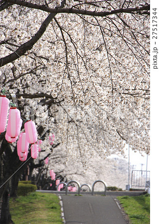 釈迦堂川の桜 須賀川市 の写真素材