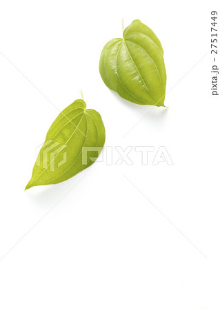 利休草 27517449