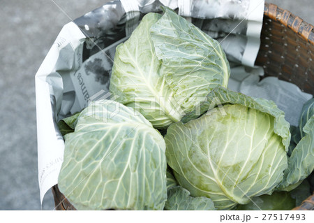 キャベツ キャベツ 27517493