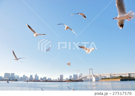 お台場のカモメ お台場のカモメ 27517570