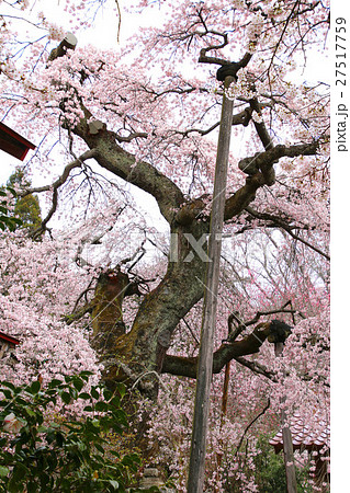 護真寺のサクラ（須賀川市） 27517759
