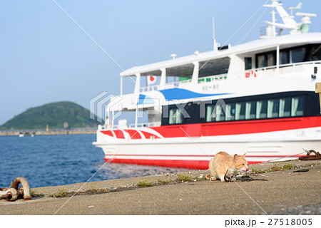 たくましく生きる相島の猫 キジトラ たくましく生きる相島の猫 キジトラ 27518005