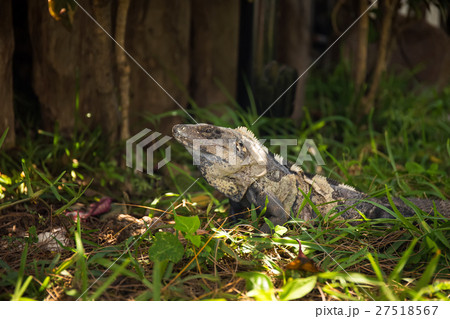 Iguana in green grass Iguana in green grass 27518567