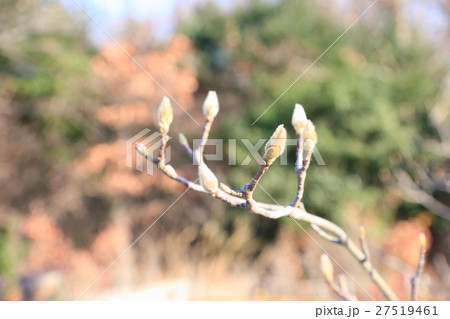 ハクモクレンの芽 ハクモクレンの芽 27519461