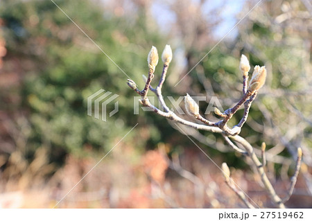 ハクモクレンの芽 ハクモクレンの芽 27519462