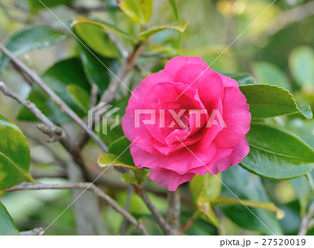 寒椿 寒椿 27520019