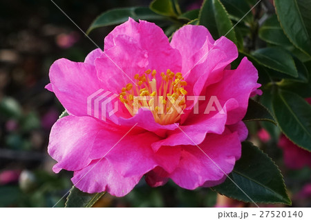 サザンカの花アップ 27520140