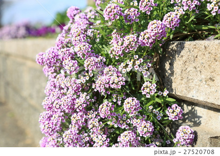 スイートアリッサムの花 27520708