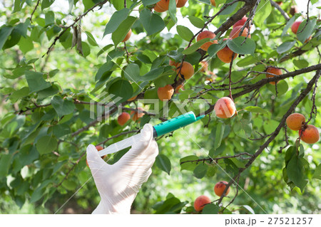 Genetically modified apricot 27521257